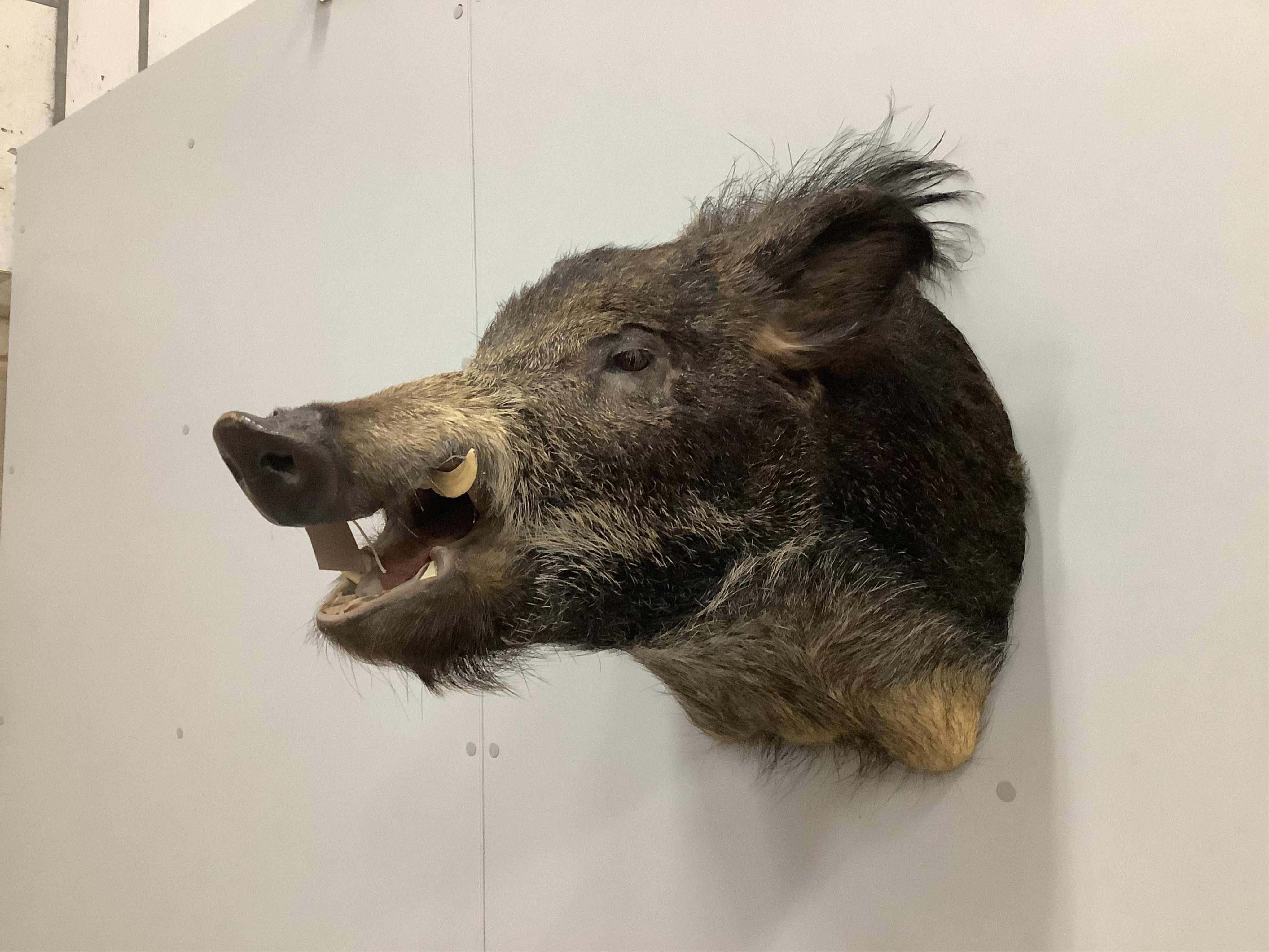 A taxidermy wall mounted boar's head, height 48cm. Condition - fair